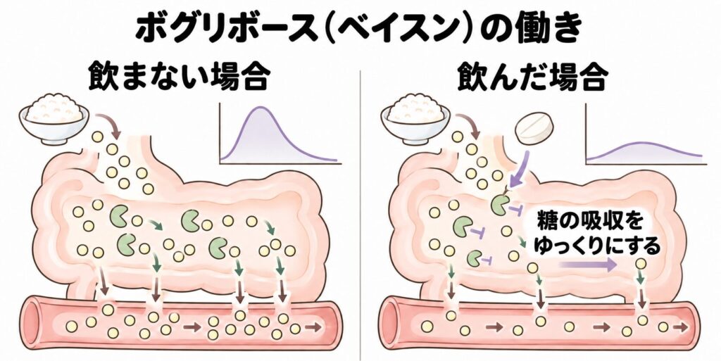 ボグリボースが食後の血糖上昇を穏やかにする仕組み
