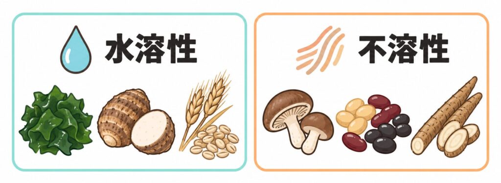 水溶性食物繊維と不溶性食物繊維の違いを比較したイラスト
