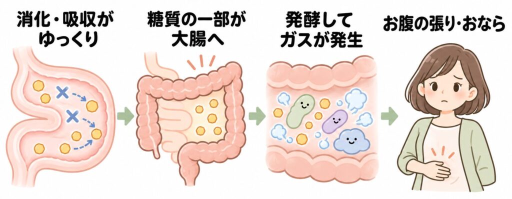 ボグリボースでお腹の張りやおならが起こる仕組み