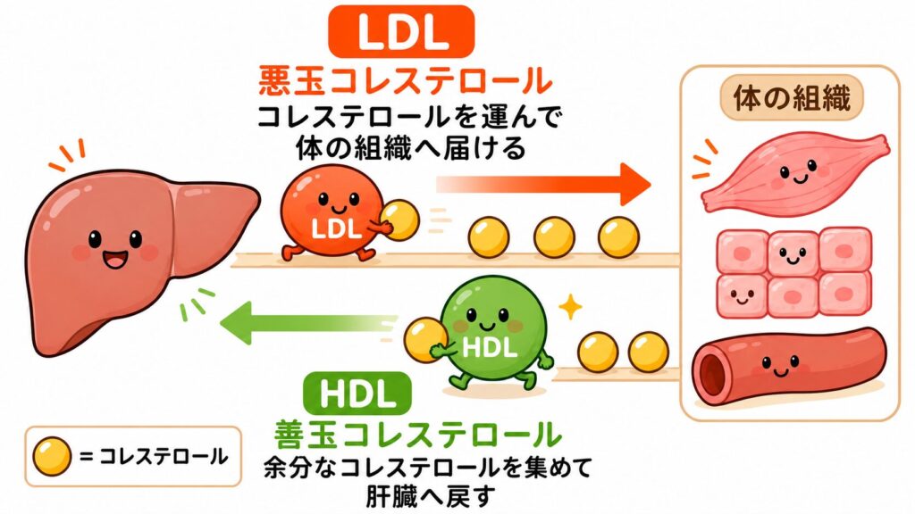 LDLコレステロールとHDLコレステロールの違いについてのイメージ